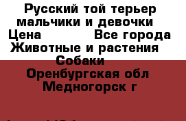 Русский той-терьер мальчики и девочки › Цена ­ 8 000 - Все города Животные и растения » Собаки   . Оренбургская обл.,Медногорск г.